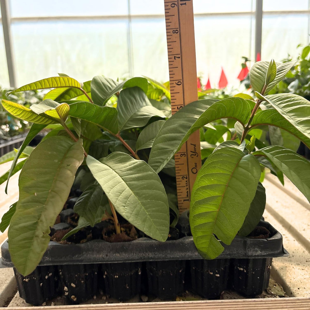 2 Pink Guava Trees Live Plants for Outdoor Planting, 4 to 6" Starter Plant, Fragrant and Sweet Guava