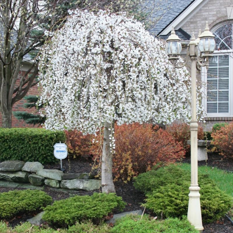 Cherry Blossom Tree, White Weeping Cherry Tree Live Plant, 6-12 Inch Tall in 2.5 Inch Pot, Dormant in Winter