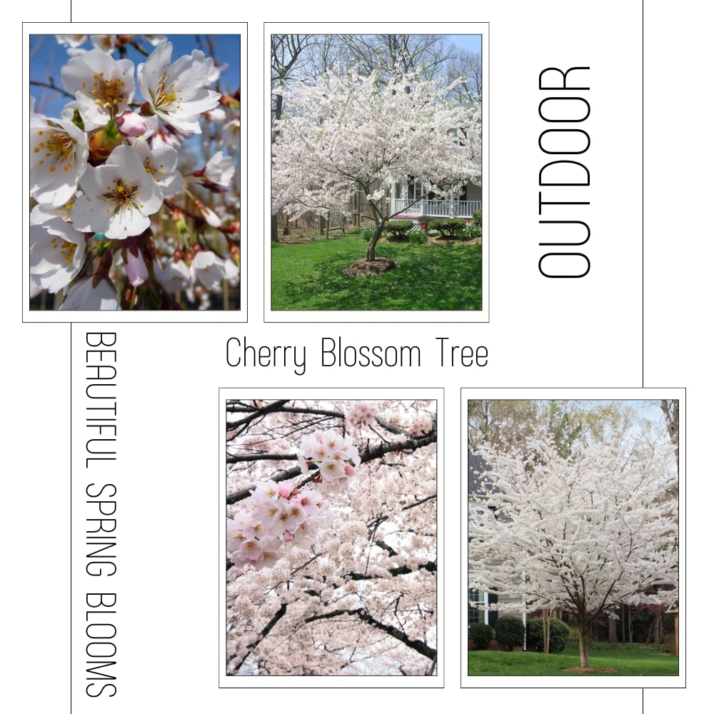 Cherry Blossom Tree Live Plant, 8-12" Tall, Ornamental Flowers for Outdoor Planting, in Pot (White Cherry)