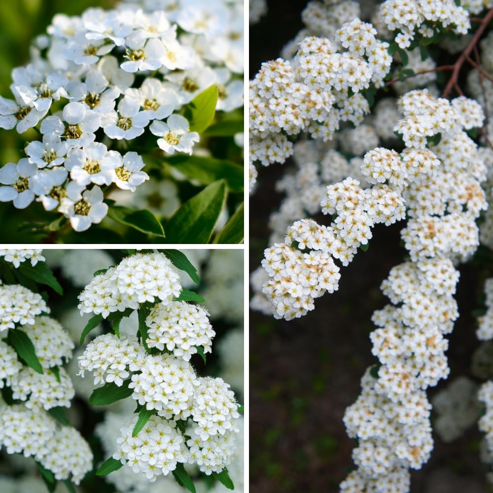 Live White Spirea Quart Pot Plant for Outdoor Garden, Dormant in Winter