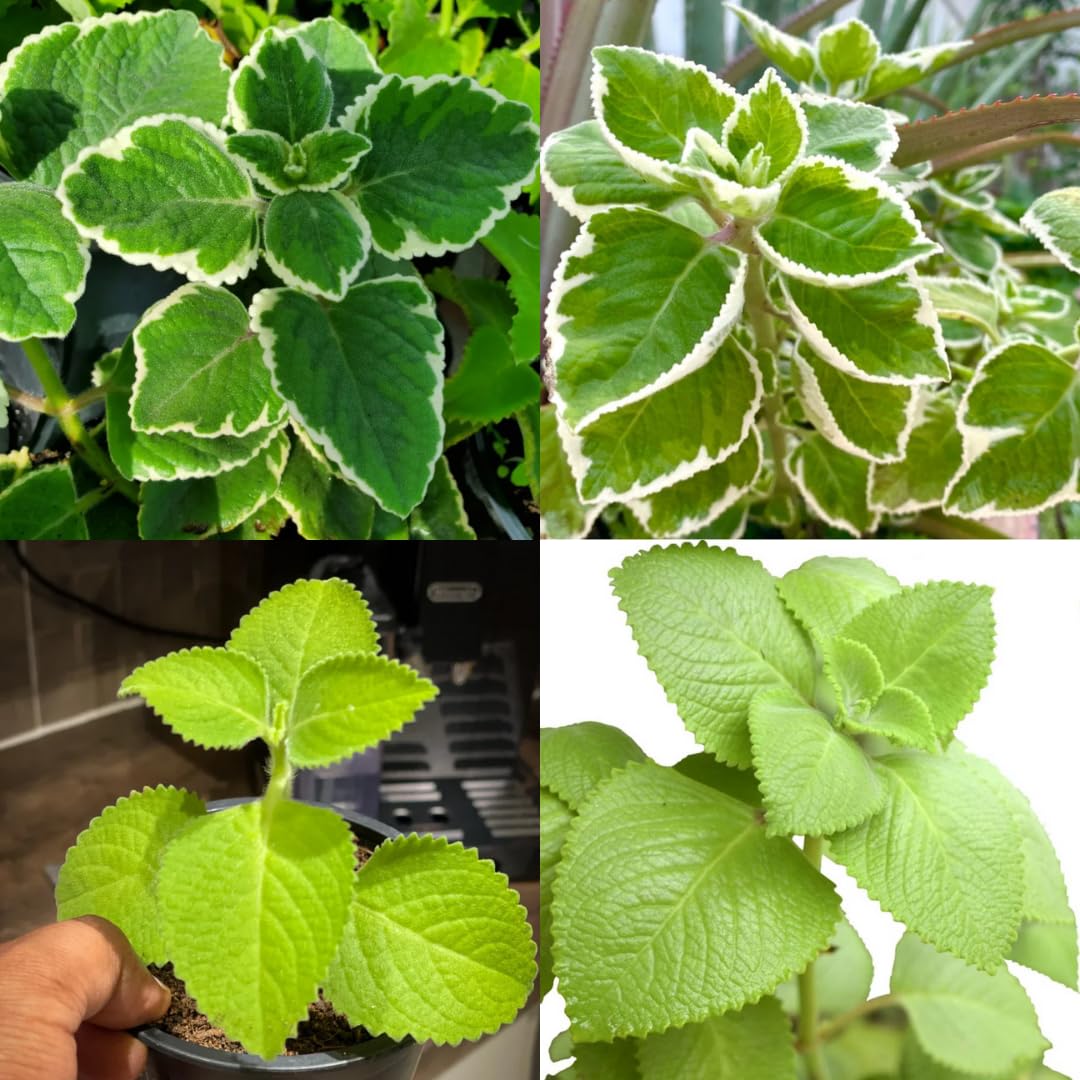 2 Mixed Cuban Oregano Plants Live for Indoor Outdoor Planting, Starter Size 4-6" in Tall, Mexican Mint Plant, Spanish Thyme Culinary Herb Indoor Outdoor Growing