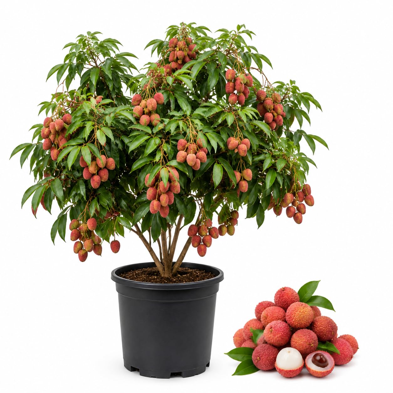 Airlayered Lychee Fruit Tree in 3 Gallon Pot, Litchi Plant Live 2 to 3 Feet Tall Well Rooted, Outdoor Planting, No Ship to CA
