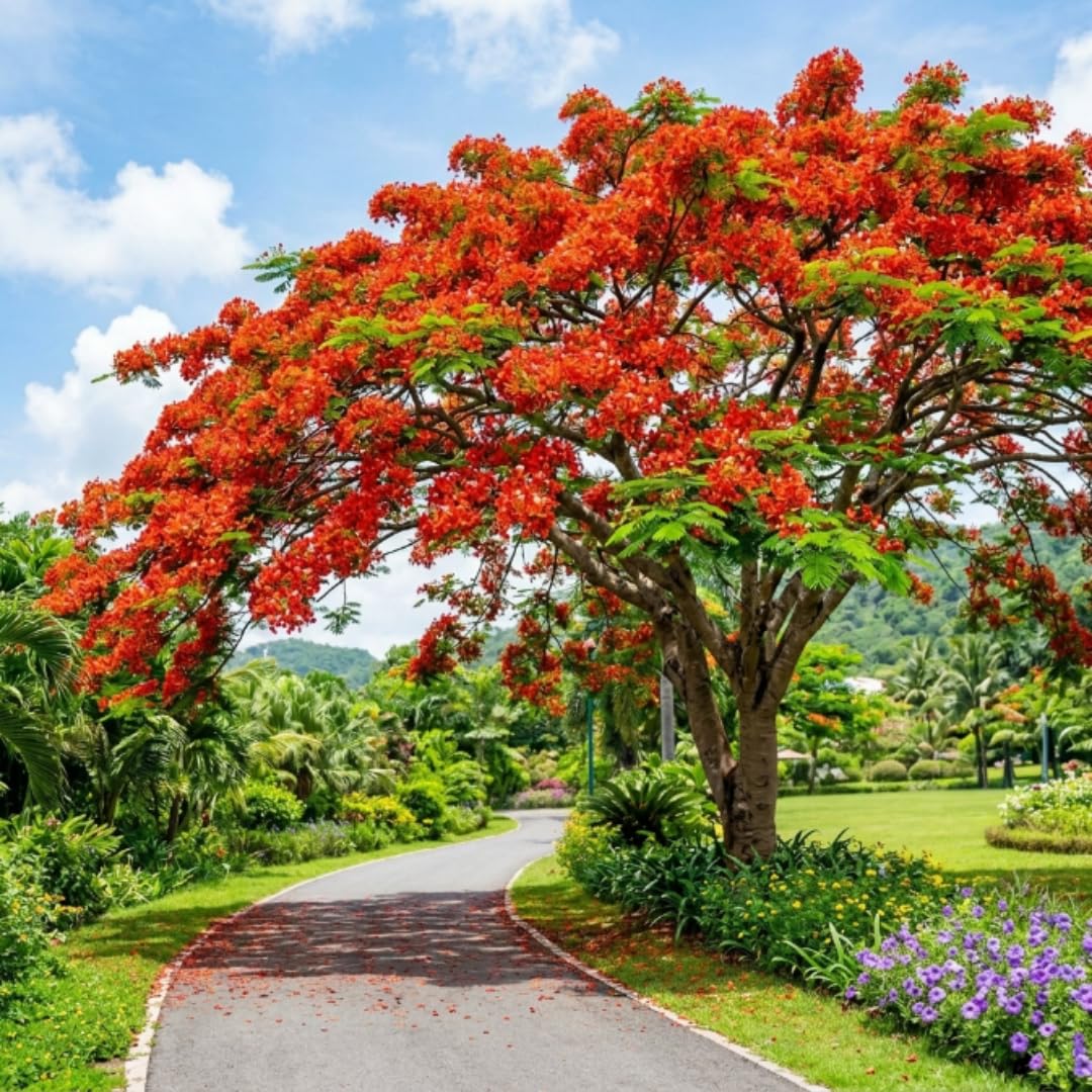 Royal Poinciana Tree Live Plant, Red Flamboyant Tree, 2 Feet Tall, Fast Growing Tropical Flowering Shade Trees for Landscape and Backyard Outdoor Garden, No to CA