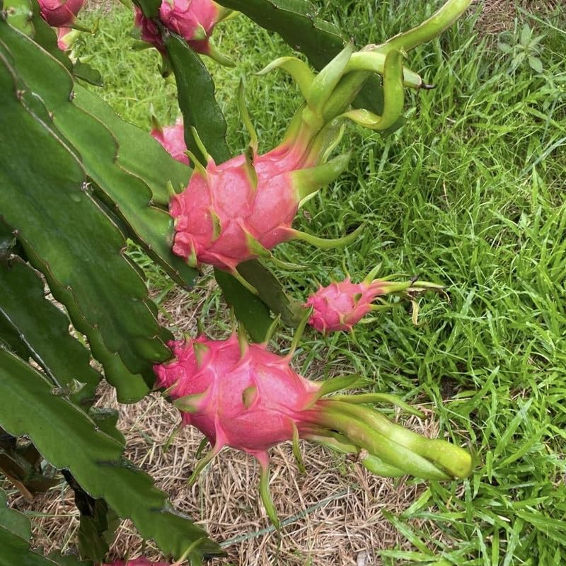 Set 2 Sweet White Dragon Fruit Plant 1 ft Tall, Live Dragon Fruit Tree in Pot, Fruit Tree for Your Garden
