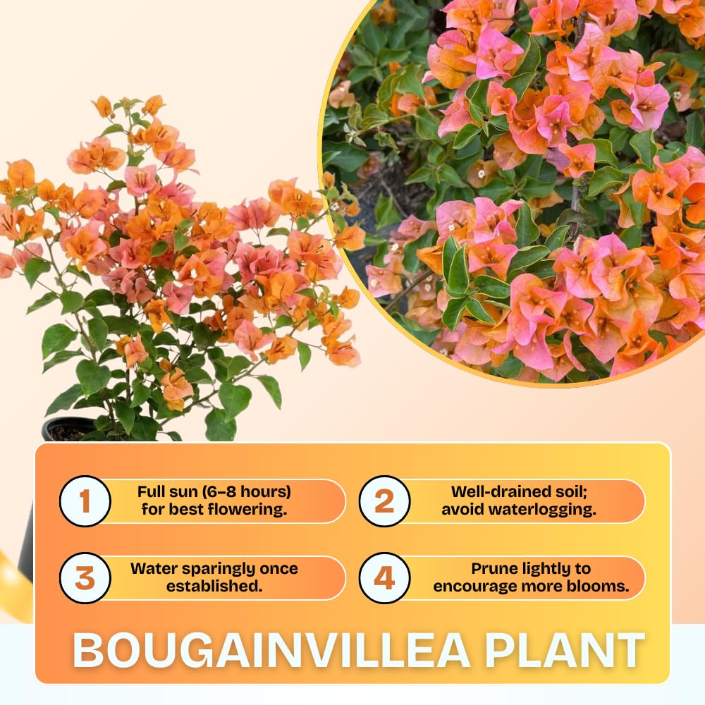 Set of 2 Bougainvillea Plants, Tropical Flowering Bougainvillea, Colorful Perennial Blooms, 5-8 Inches Tall for Indoor or Outdoor Planting (Orange Bougainvillea)