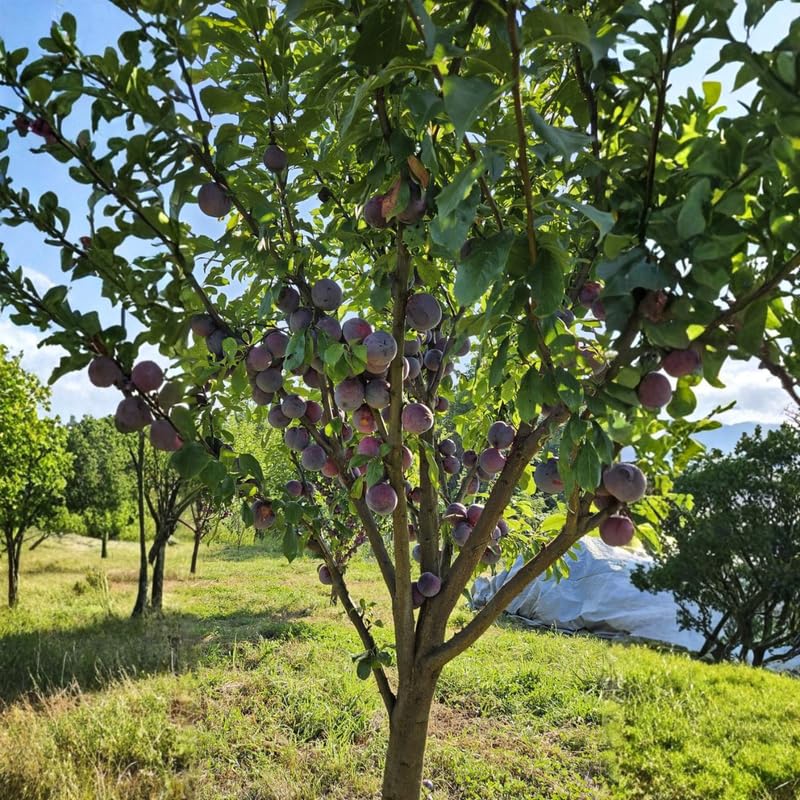 Purple Plum Tree Live Plant 3-4 Ft Tall, Ready to Bear Fruits, Sweet Plum Fruit Tree for Outdoor Growing