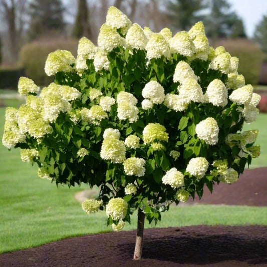 Hydrangea Live Plant, 6-12 Inch Tall, Hardy Flowering Shrub in 2.5" Pot, Outdoor Garden Hydrangea Bush (Lime Hydrangea)