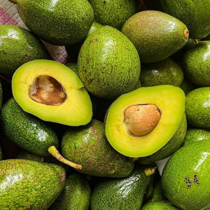 Dwarf Utuado Avocado Plants Fruit Tree 1.5-2.5 Feet Tall in 3 Gallon, Tropical Avocados Plants, Ready to Fruit