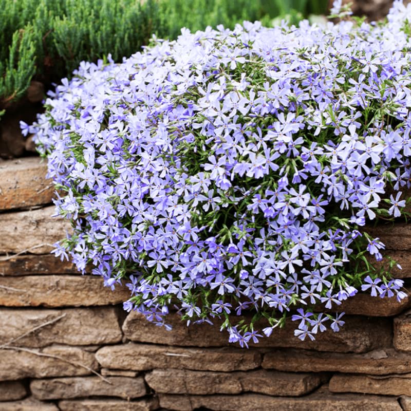 YOKEBOM Set 2 Blue Creeping Phlox Plants, Hardy Perennial Phlox Flowers, Vibrant Ground Cover for Garden and Landscape, Ready to Grow Plugs 3-5 Inches