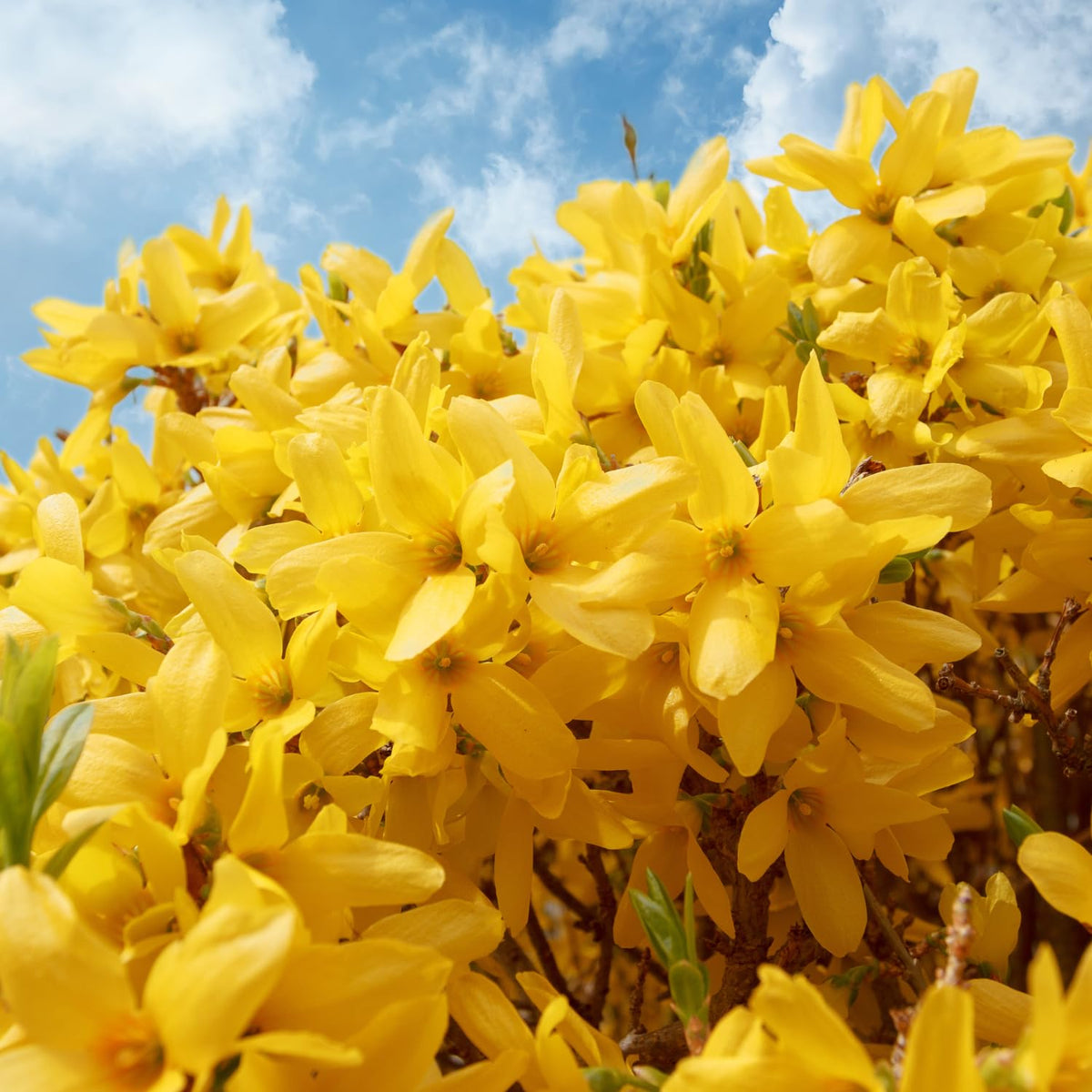 Set of 2 Forsythia Plants Live, Lynwood Forsythia Live Trees Bare Root 6-12" Tall, Dormant Hardy Flowering Shrubs for Outdoor Planting