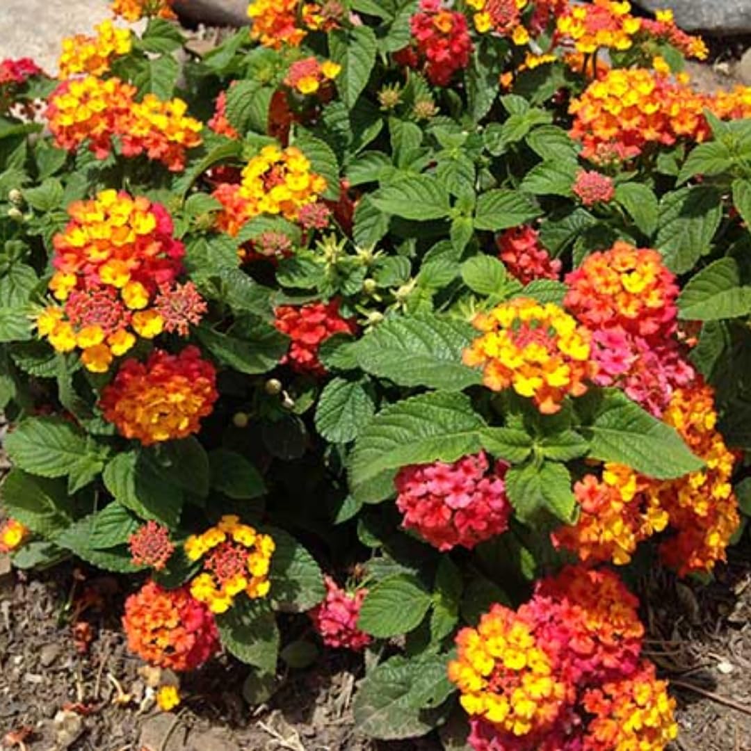 4 Mix Trailing Lantana Plants Live, Lantana Live Plants for Planting Outdoors Between 5 and 7 Inc Long Garden