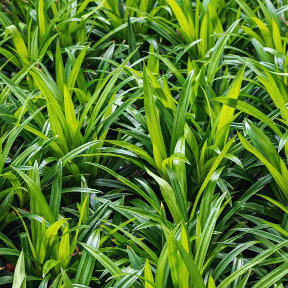 Pandan Plant Live, Fragrant Pandan Herb for Outdoor Garden, 4 to 6 Inches