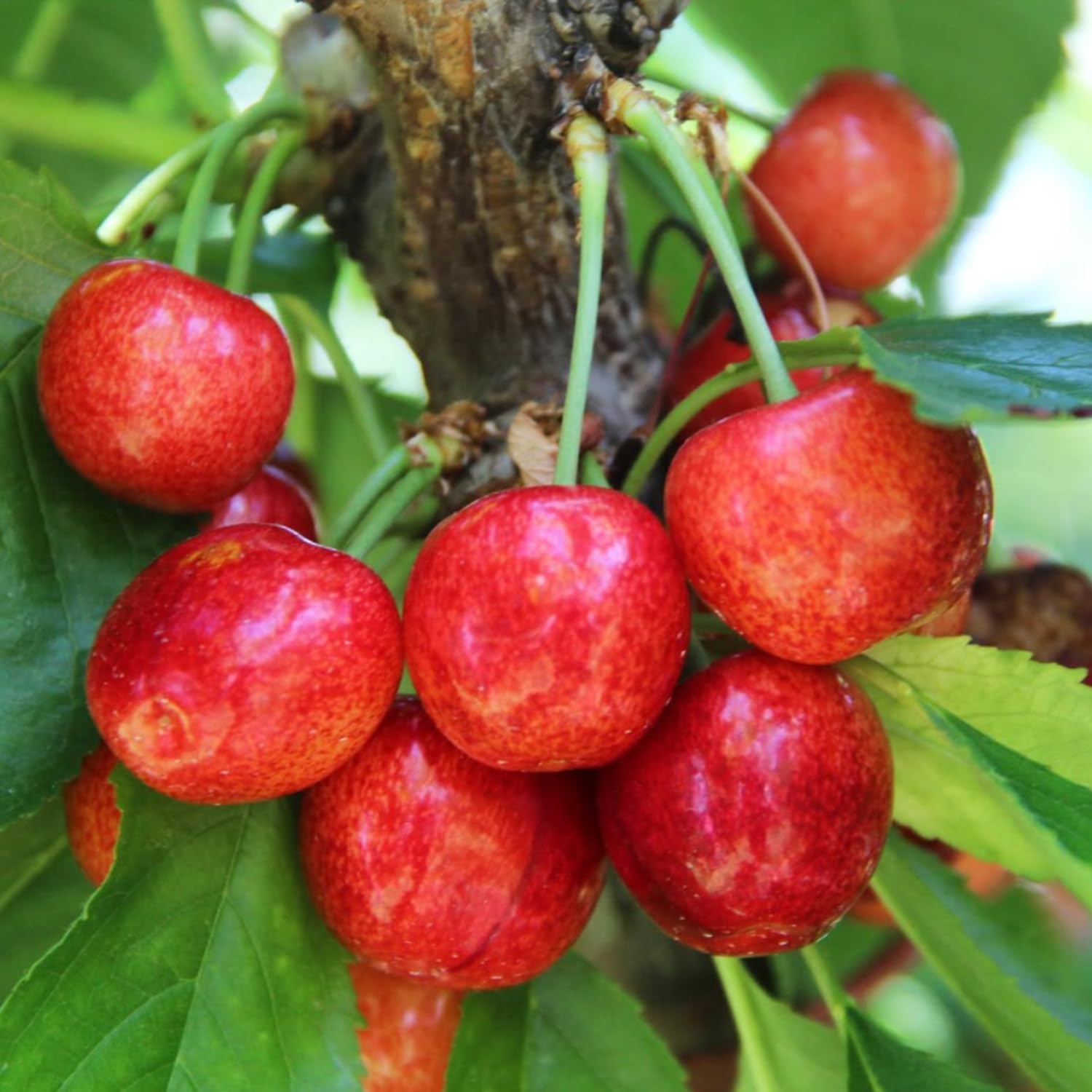 Cherry Tree Live Plant, Cherry Fruit Plant 3-4 Feet Tall in 3 Gallon, Sweet Fruit Tree, Cold Hardy for Outdoor Growing (Red Cherry)