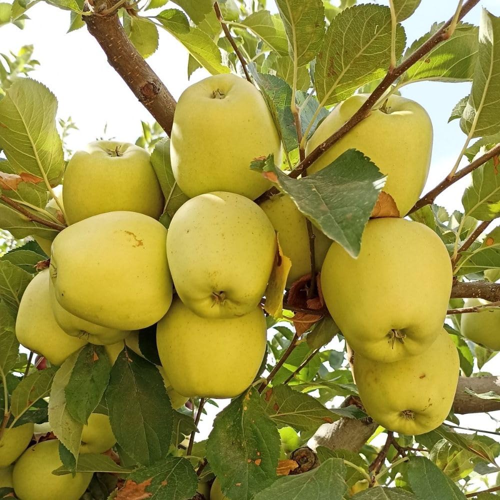 Golden Apple Trees Live Plants 3-4 Feet Tall, Sweet Apple Fruit Plants Live 3 Gallon Pot, Hardy Fruit Trees for Planting, No Ship to CA