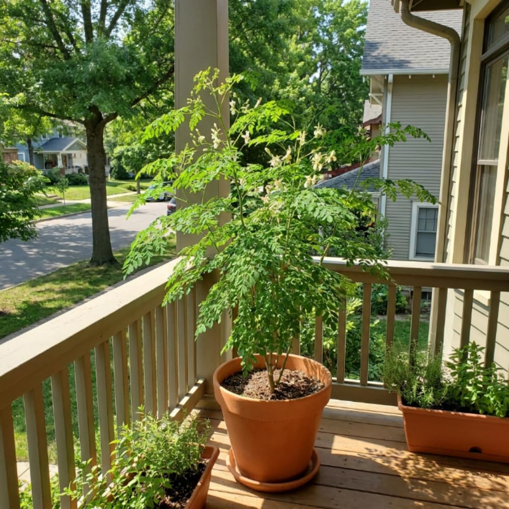Moringa Tree Live Plant, Moringa Oleifera Plant, Well Rooted in 1 Gallon Pot, 2 Feet Tall, Edible Drumstick Tree Live Plants for Backyard Garden, No Ship to CA