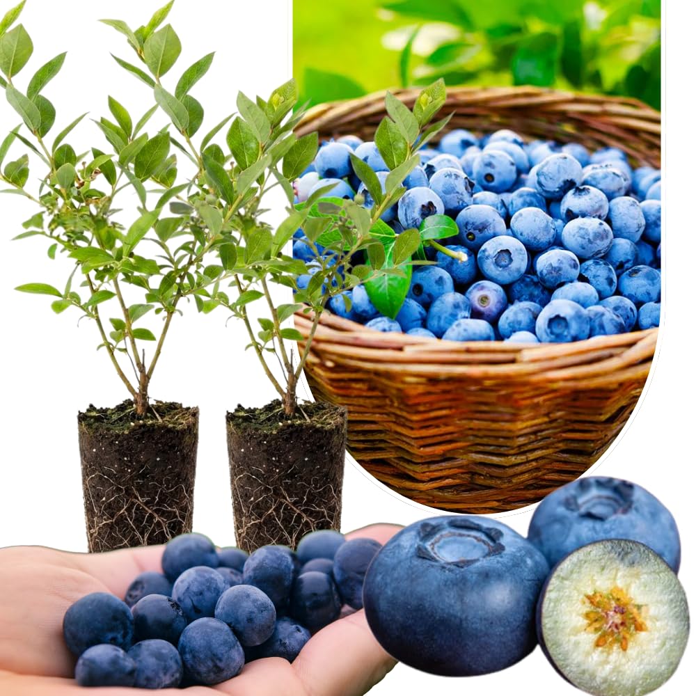 Set 2 Blueberry Bushes Live Plants, Blueberry Plants Live for Planting, Blueberry Fruit Trees, 5-9 Inch Tall (Biloxi Blueberry)