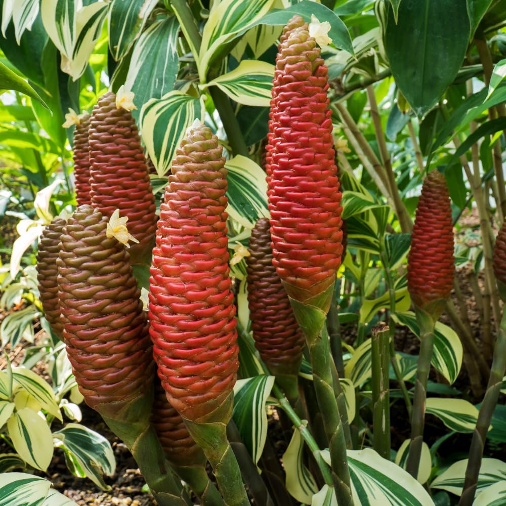2 Awapuhi Shampoo Ginger Plants 4-6 Inch, Live Zingiber Zerumbet Pinecone Ginger Starter, Fast Growing, Easy Care