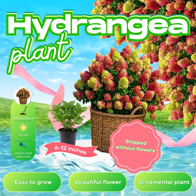 Hydrangea Plant Live for Planting, 6-12" Hydrangea Tree Live Plant, Hydrangeas Bush, Dormant, No Leaf, No Pot (Pink White)
