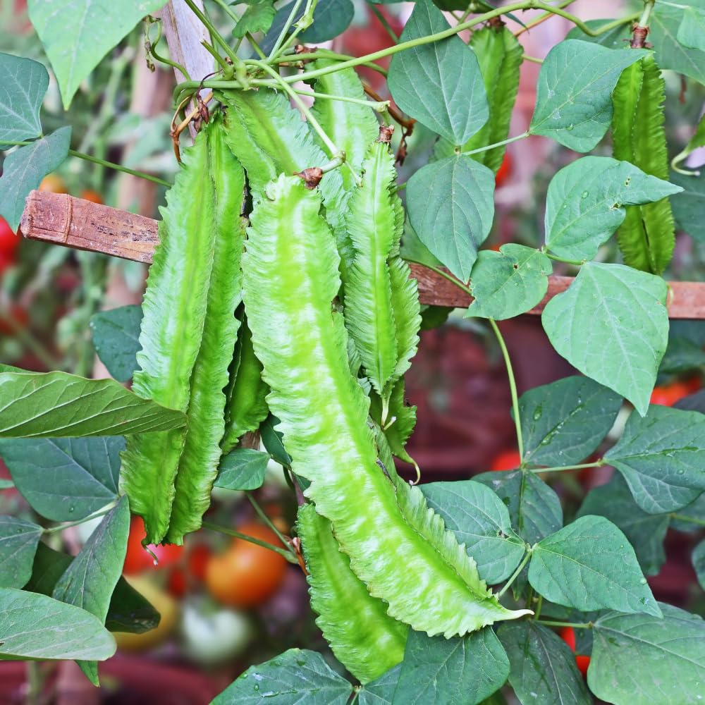 50 Winged Bean Seeds for Planting, Vegetable Seeds, Heirloom Seed