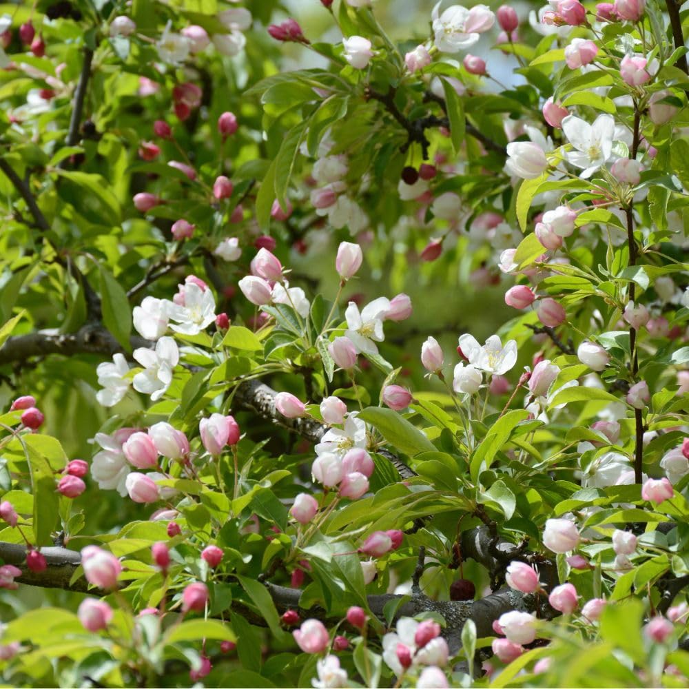 Live Crabapple Plant, 6-10 Inches Tall