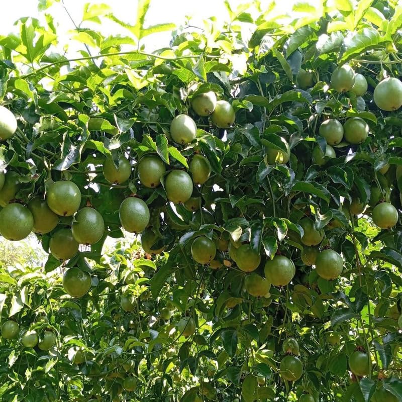 Purple Passion Fruit Tree Live Plant for Planting, Passion Fruit Plant 1 Gallon Pot, Sweet Edible Fruit Tree 24-30" Tall, No Ship to CA