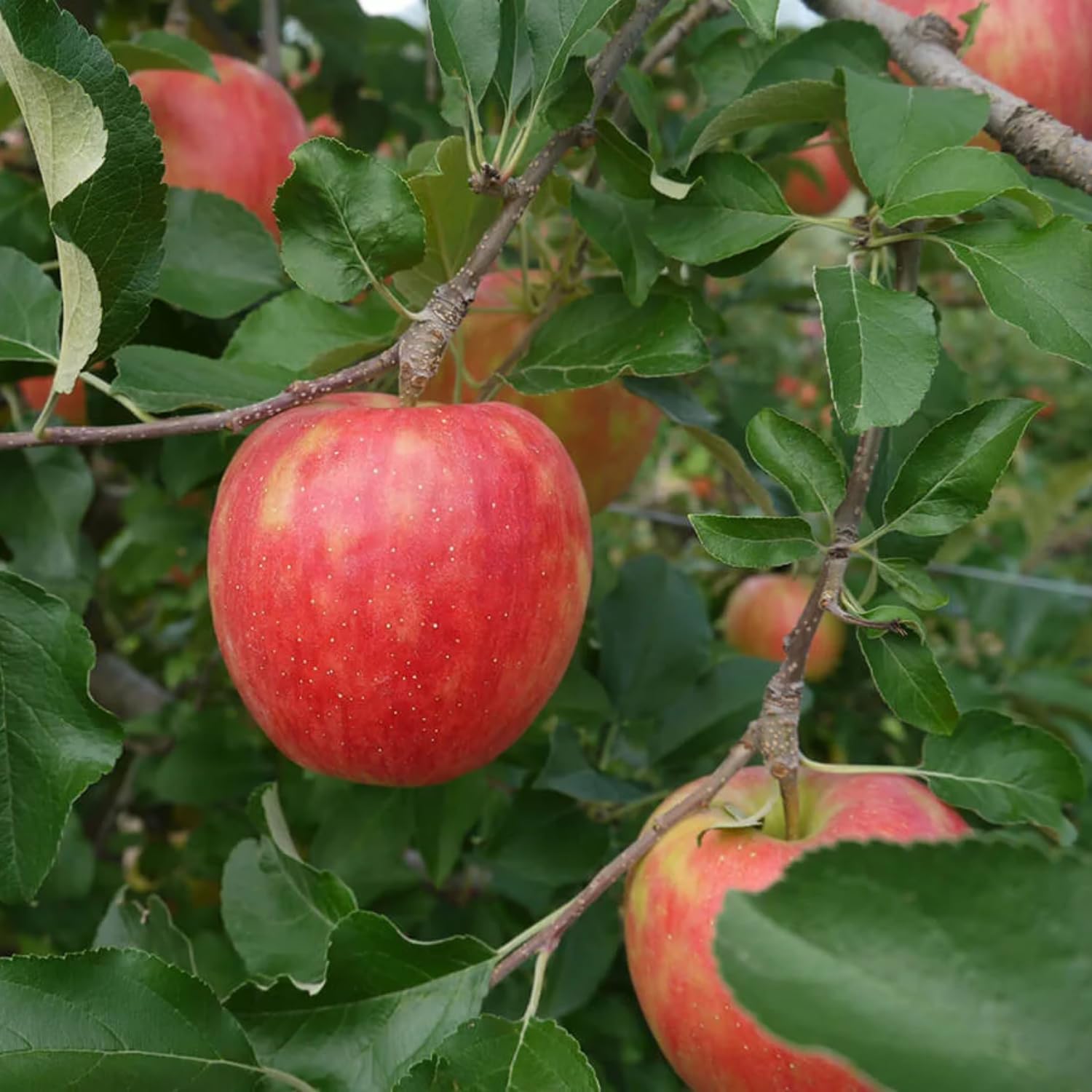 Apple Plant Live, Honey Crisp Apple Tree Live Plant for Home Orchard, 2 Feet Tall, Tropical Fruit Plant for Gardening