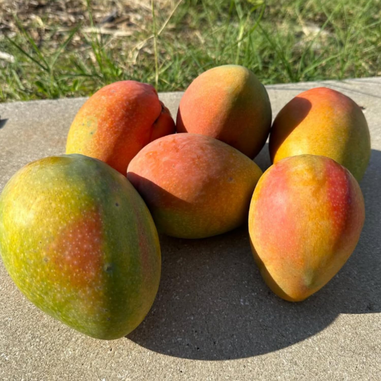 Glenn Mango Plant Live, Sweet Tropical Mango Live in 3 Gallon Pot, Mango Fruit Tree for Outdoor Planting, 3-4 Feet Tall, No Ship to CA