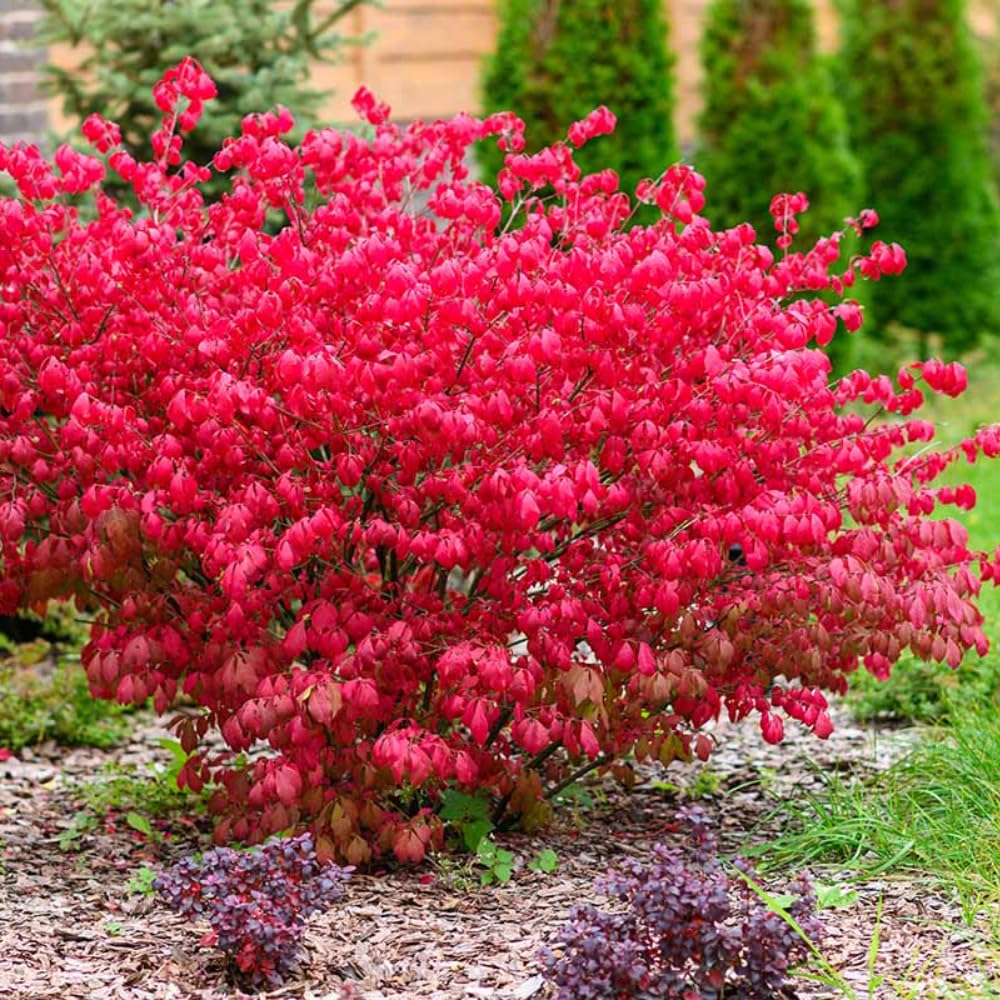 2 Dwarf Burning Bush Rooted Cuttings, 8-12" Tall, Hardy Ornamental Shrub, Red Bush Shrub