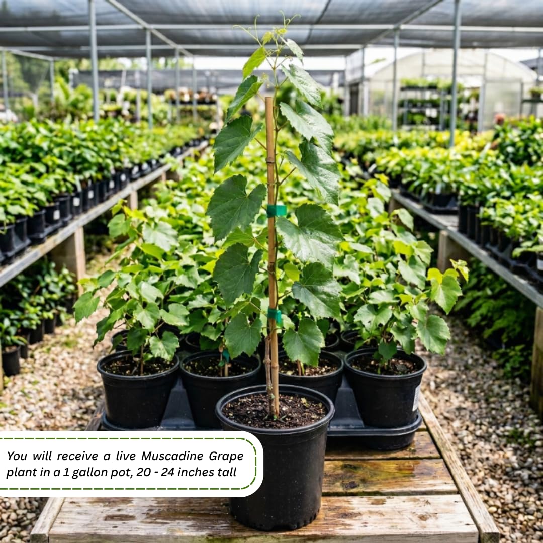 Muscadine Grape Vines Live Plants, Grape Plants Live for Planting, 1 Gallon Pot, 20-24 Inc Tall, Sweet Grapes for Patio and Outdoor Garden, No Ship to CA