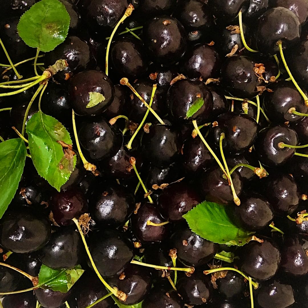 Cherry Tree Live Plant 3–4 Feet Tall in 3 Gallon Pot, Sweet Cherries Fruit Tree for Outdoor Growing, Cold Hardy Garden Tree, Ready to Plant, No CA (Black Cherry)