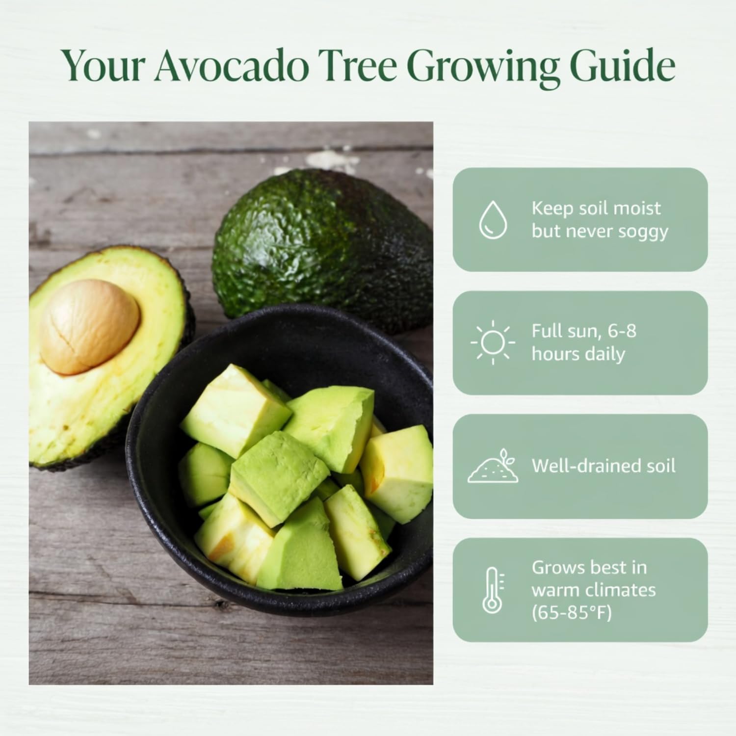Avocado Tree Live 1-2 Ft Tall in 3 Gallon Pot, Grafted Avocado Tree for Outdoor Garden or Patio Planting, High Yield, Ready to Bear Fruits, No CA (Super HASS Avocado)