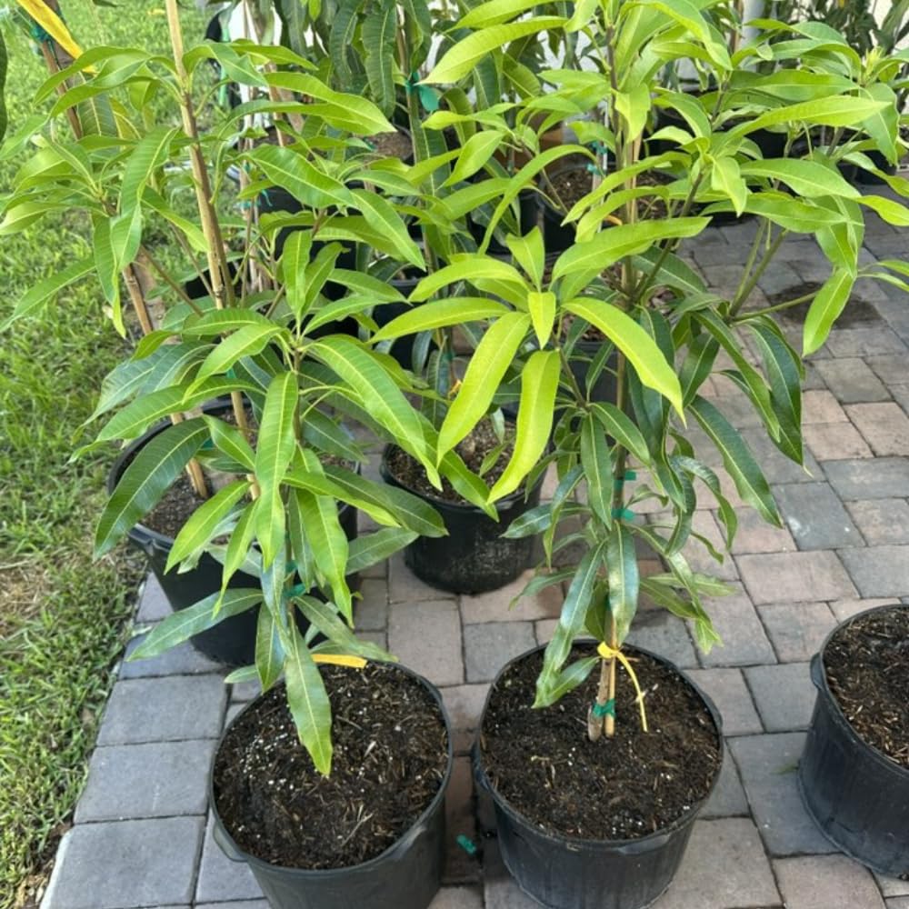 Ugly Mango Tree Live Plant, Fully Rooted in 3 Gallon Pot, Tropical Mango Fruit Tree for Indoor or Outdoor Growing