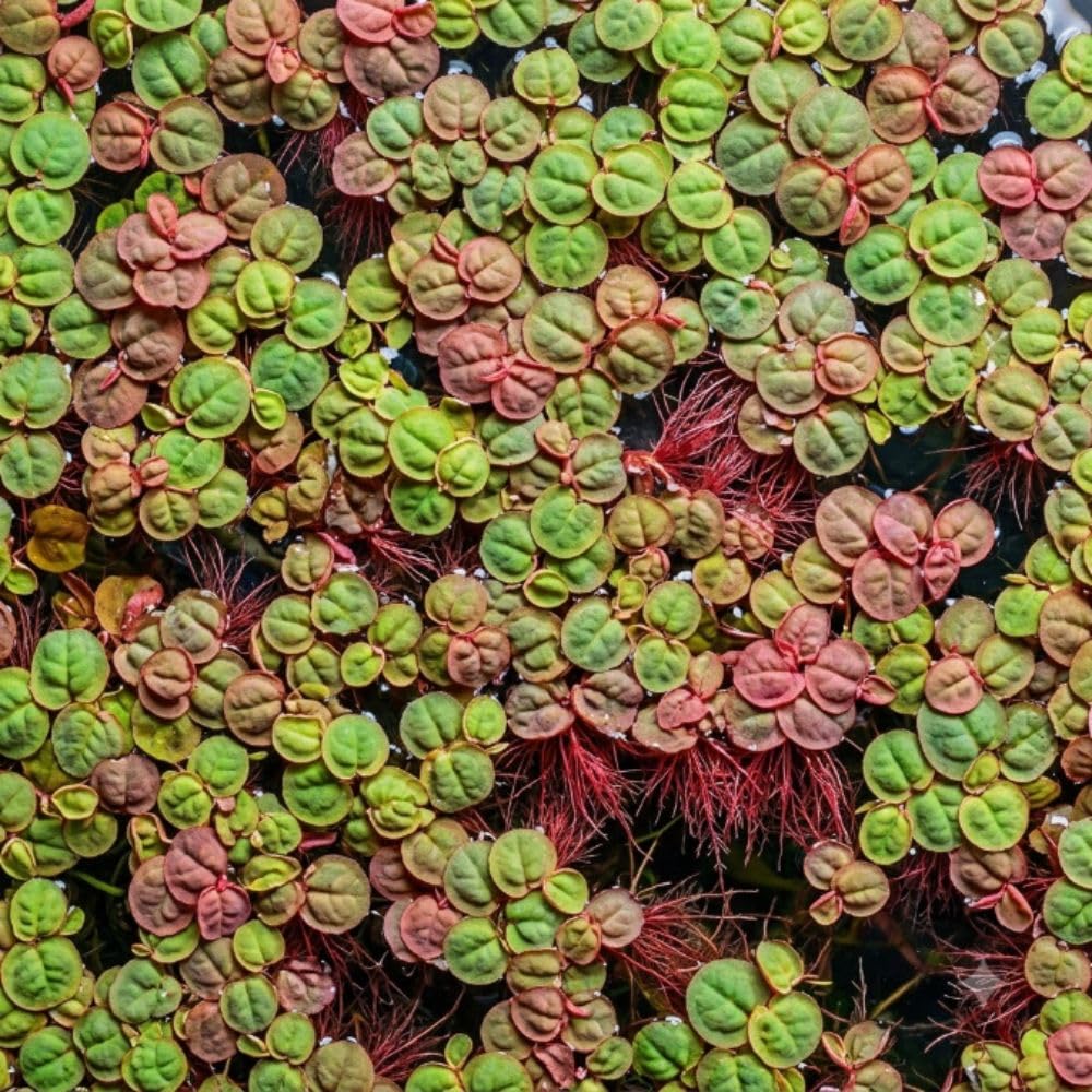 Set 60+ Red Root Floater Aquarium Plant