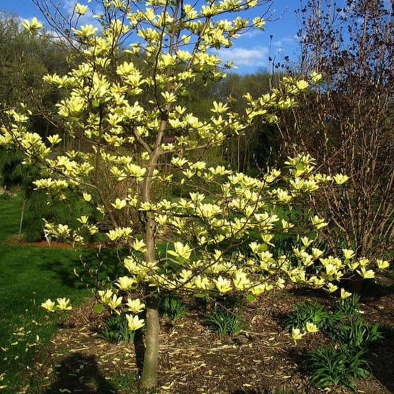 Yellow Magnolia Tree Live Plant in 4-8 Inches, Fragrant Spring Blooms, Hardy Perennial Magnolia Flowers Potted Ready to Grow, Winter Dormant