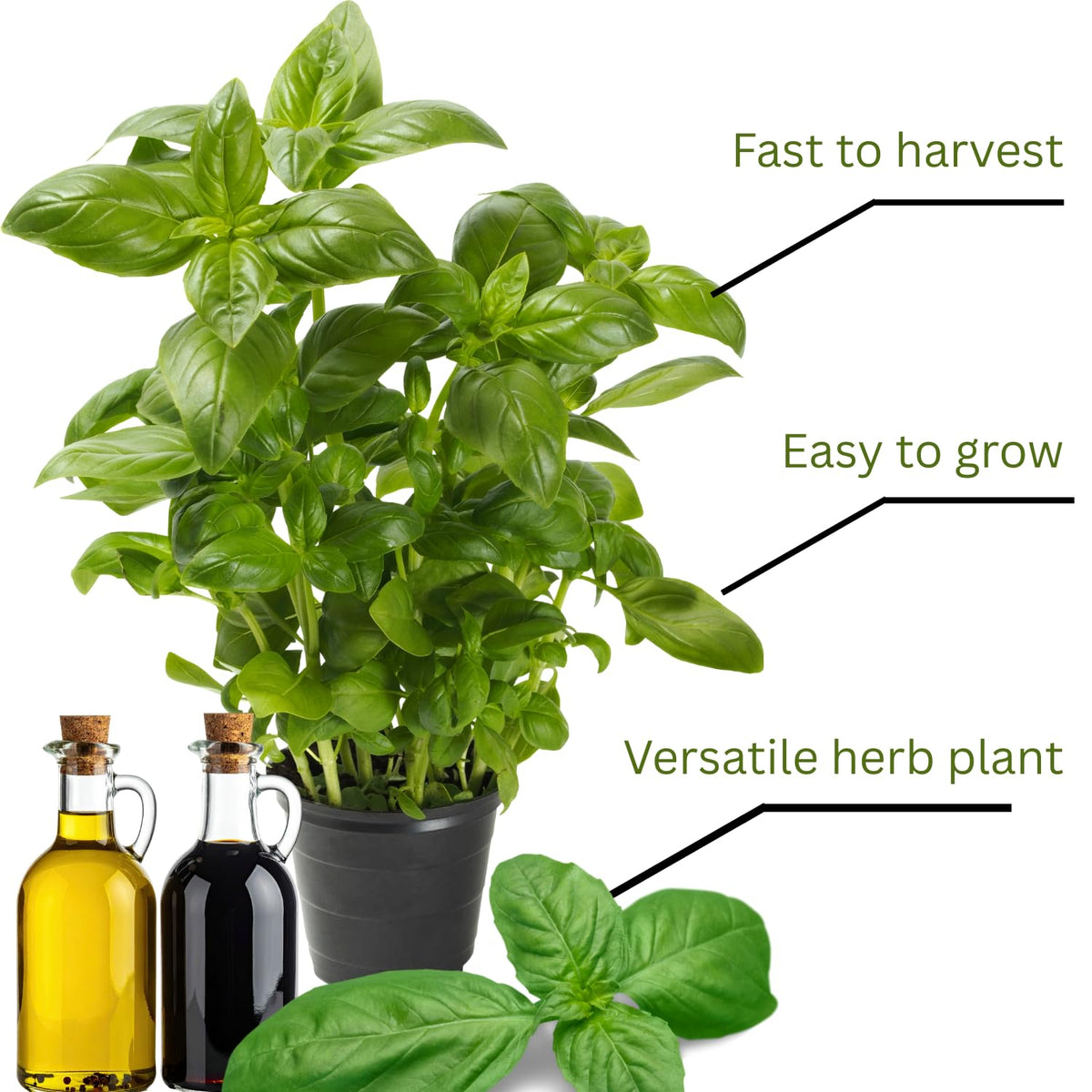 6 Greek Basil Plants Live Seedlings for Culinary Garden Herb Plant, Spring Planting, 4-7 Inches Tall, Easy for Planting Indoor Outdoor, Fragrant Basil Cold Hardy
