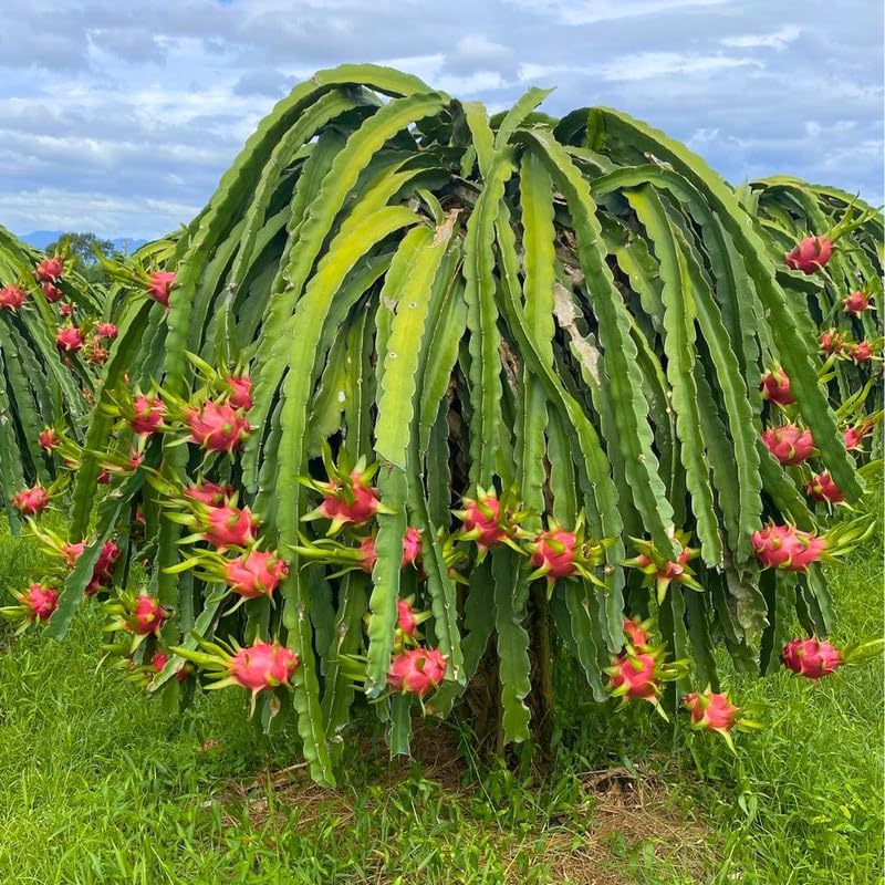 Live Red Dragon Fruit Plant 1 Gallon, Dragon Fruit Tree Plant Live for Home Gardening, Outdoor Plants