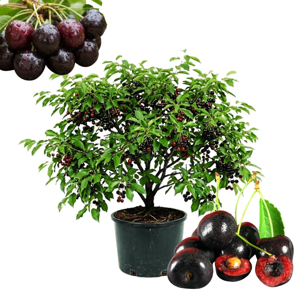 Cherry Trees Live Plants, Cold Hardy and Sweet Cherry Tree in 3 Gallon Pot, 2 to 3 Feet Tall, Cherries Fruit Plant for Outdoor Garden, No Ship to CA (Black)
