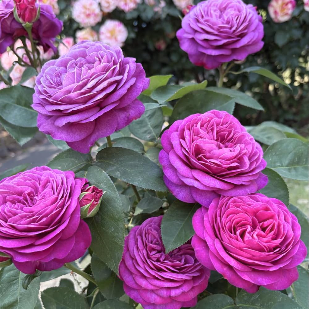 Purple Rose Plant Live in 3 Gallon Pot, Compact Hardy Rose Shrub with Colorful Blooms for Patio, Container and Outdoor Planting