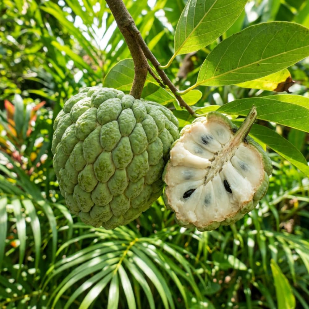 Apple Plant Live, Sweet Tropical Fruit, Sugar Apple Fruit Tree 2-3 Feet Tall in 3 Gallon Pot, Outdoor Planting, No Ship to CA (Green Sugar Apple)