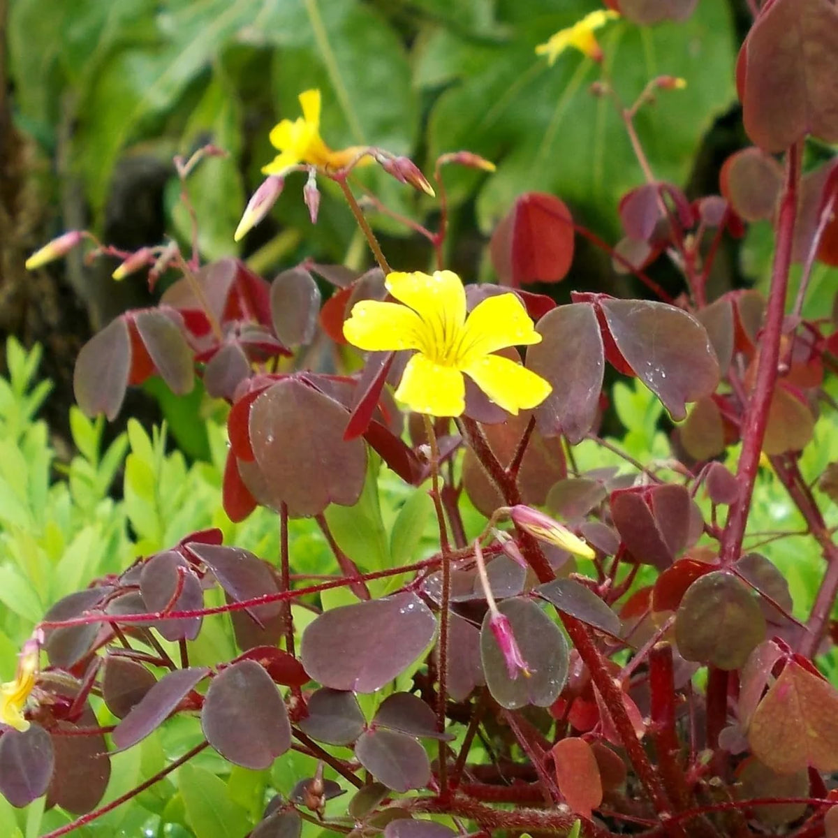 Oxalis Triangularis Live Plant, Burgundy Shamrock Houseplant with Yellow Flowers, 4-9" Tall