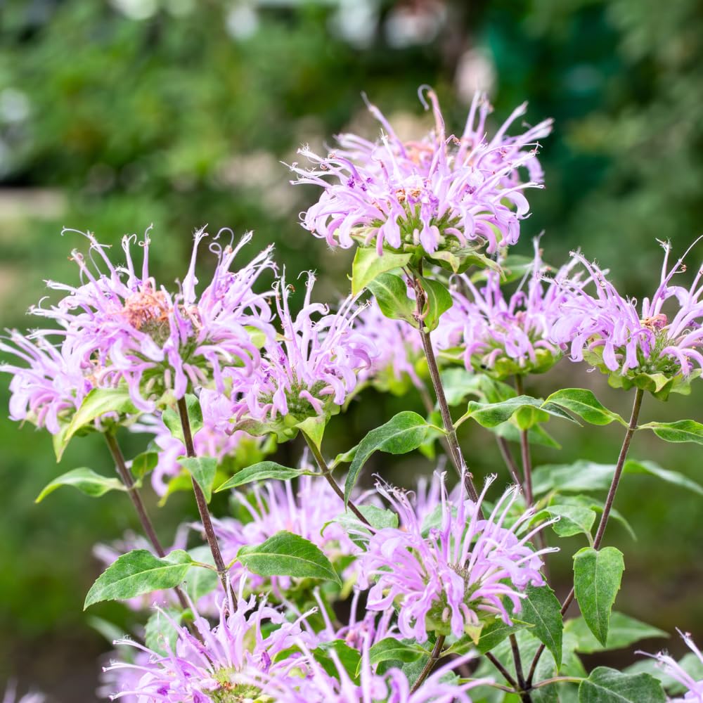 2 Mix Bee Balm Plants Live, Bee Balm Perennial Flowers Well Rooted Plug 3-5" Tall Indoor Outdoor