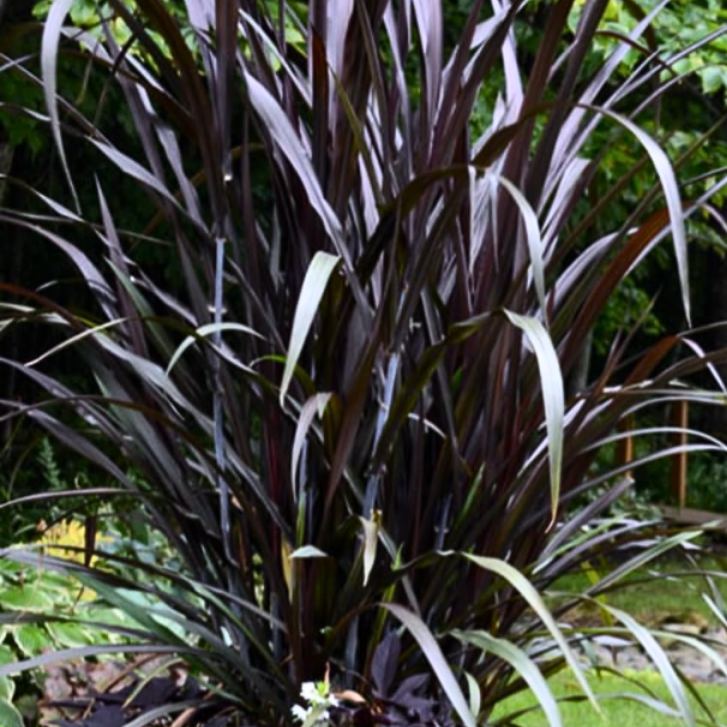 2 Fountain Grass Plants Live, Tall Ornamental Perennial Grass for Landscaping, 5-9 Inch Height Well Rooted to Grow (Black Fountain Grass)