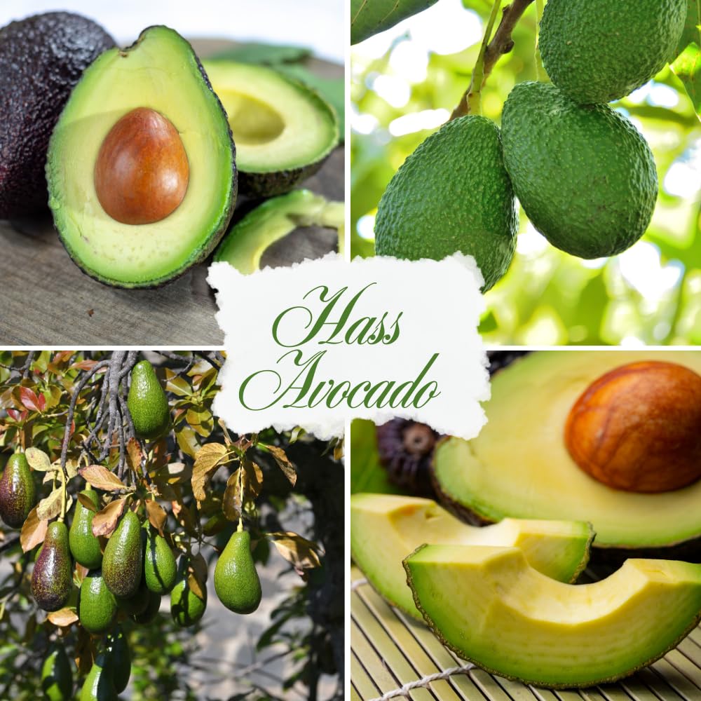 HASS Avocado Tree Live Plant, Avocado Live Plant, Tropical Fruit Tree, 1-2 Feet Tall in 3 Gallon Pot for Growing