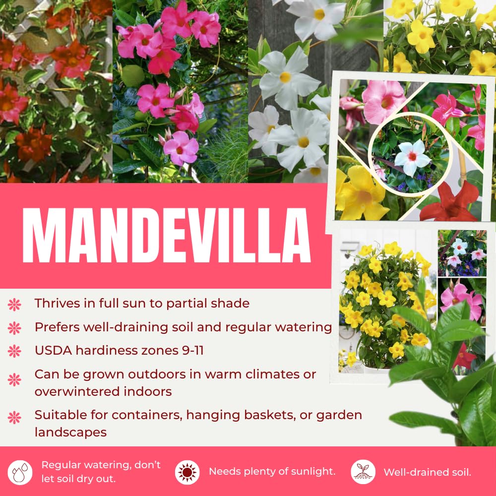 Set of 2 Mandevilla Plants, Mandevilla Vine Seedlings, Spring Flowering Vines, 4-7 Inches Tall for Indoor or Outdoor Planting (Mix Random Mandevilla)
