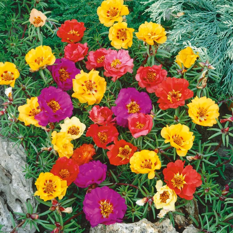 4 Mix Moss Rose Plants Live, Portulaca Ground Cover Flowers, 4-6 Inch Tall Plants for Garden or Containers