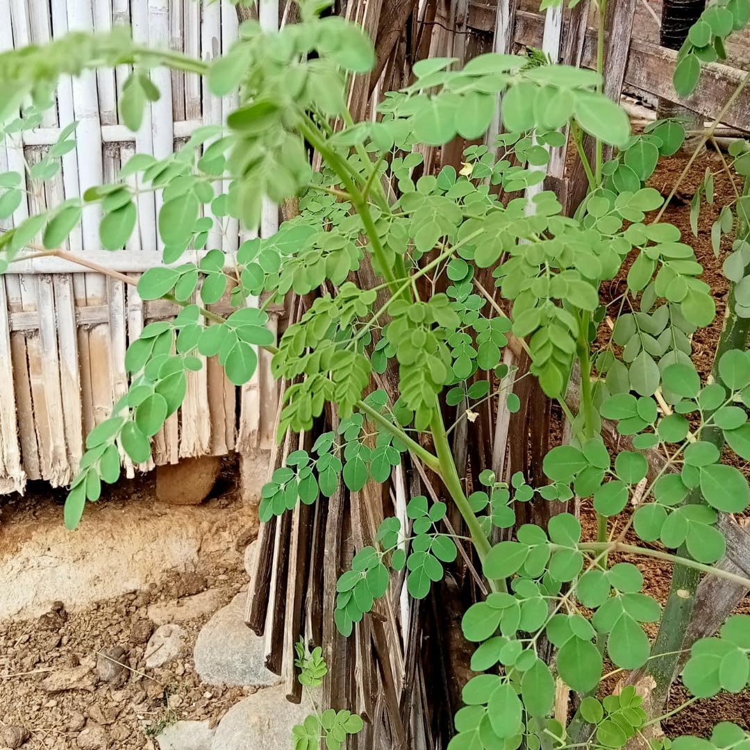 Live Moringa Tree Plant for Outdoor Growing, Moringa Oleifera Plant, Hardy Drumstick Tree Ready to Grow in 1 Gallon Pot