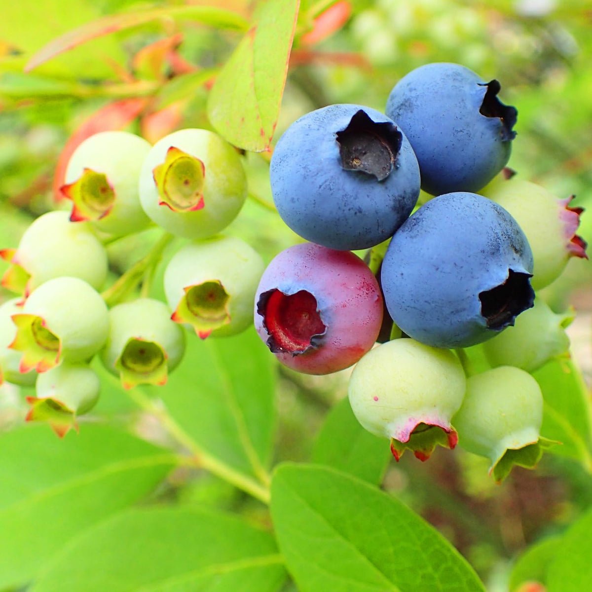 1 Legacy Blueberry Bush Live Plant, Blueberry Plant Live for Planting Outdoor, 5-9 Inch Blueberry Fruit Trees