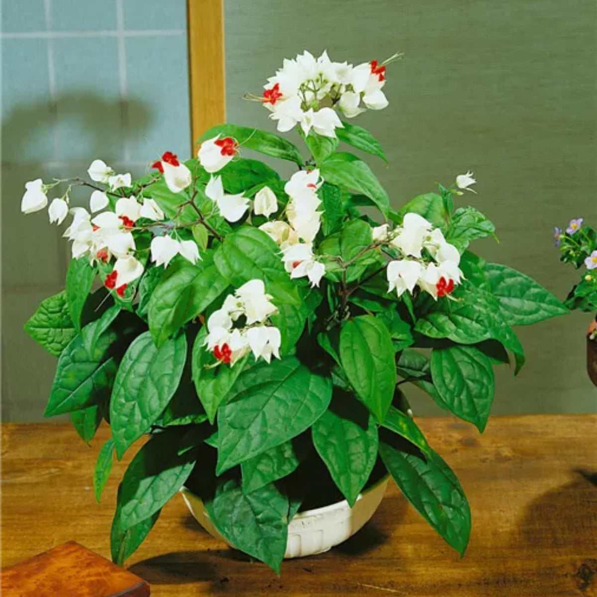 4 Mixed Bleeding Heart Vines Plants Live, Red and White Color, Starter Size 4-6" in Tall, Indoor Outdoor Growing Clerodendrum Fragrant Tree