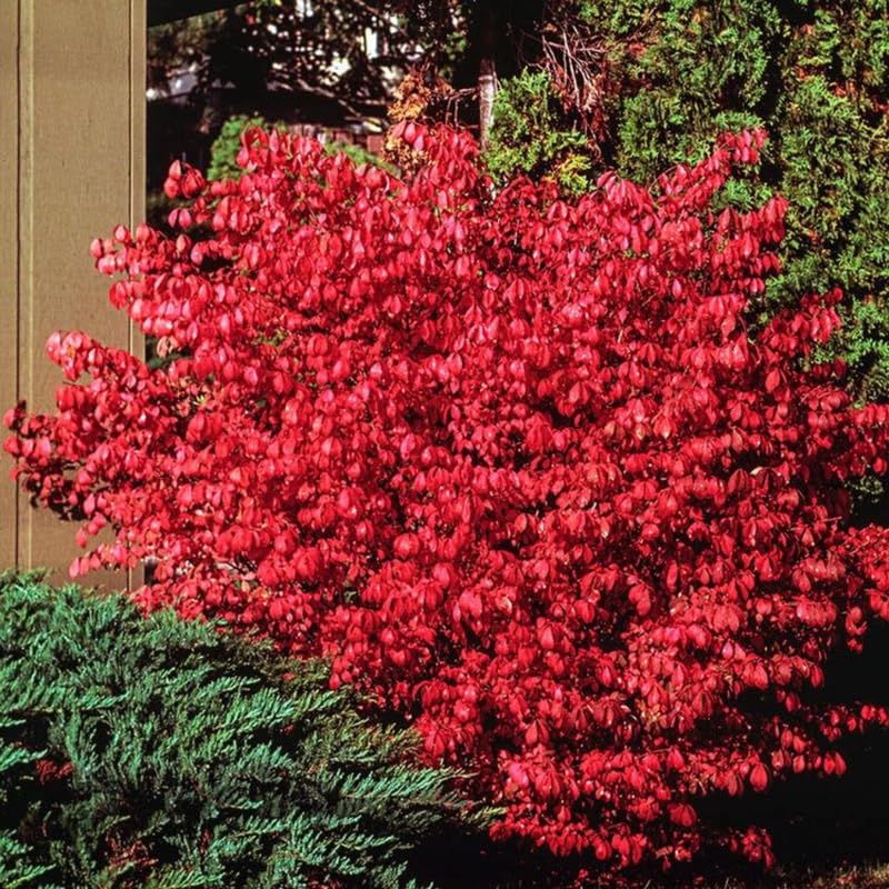 5-Pack Dwarf Burning Bush Bare Root Plants, 4-9" Tall, Hardy Ornamental Shrub, Compact Landscaping Garden