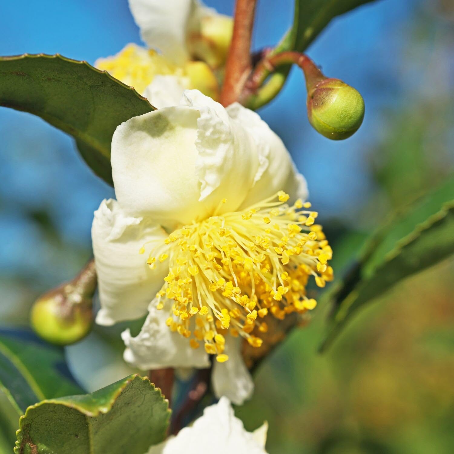 3 Tea Tree Live Plant, Camellia Sinensis Plants Live, Herb Plant from 5 to 8 Inches Long